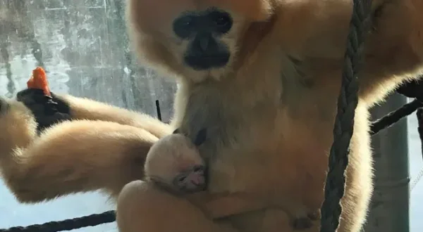 Giraffe, Erdmännchen & Co.