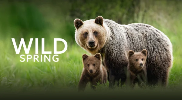 Wild Spring