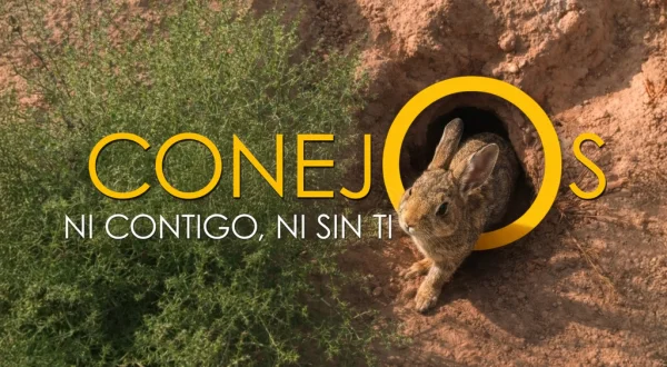 Conejos, ni contigo ni sin ti