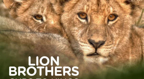 Lion Brothers: Cubs To Kings