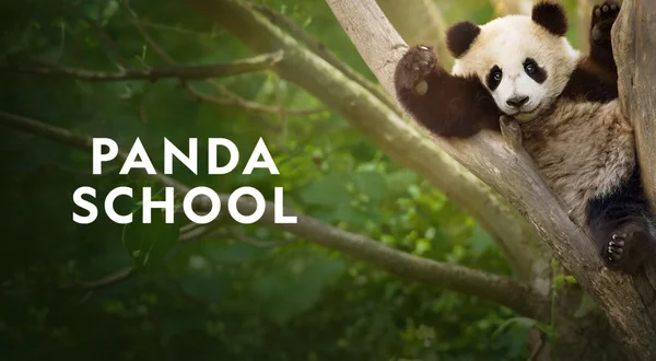 Panda School