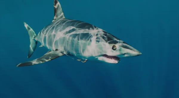 World's Biggest Mako