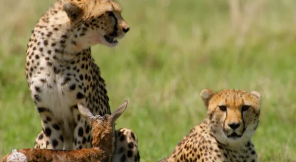 Africa's Wild Geniuses