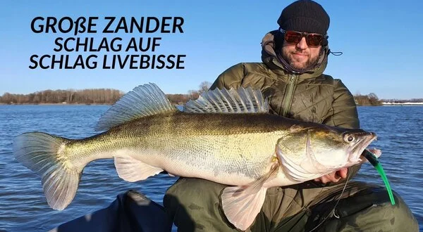 Große Zander - Schlag auf Schlag Livebisse