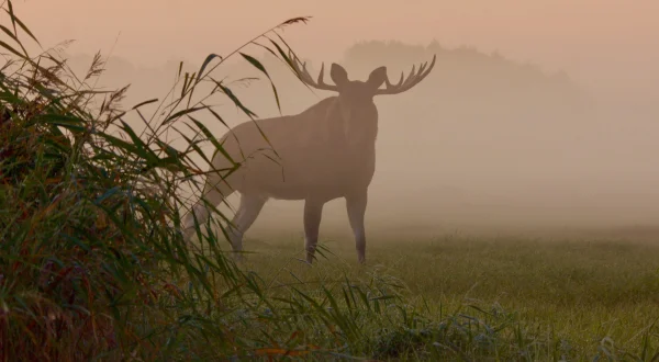 Αλκες του Μάτσαλου | Matsalu Moose: Giants of the Baltics