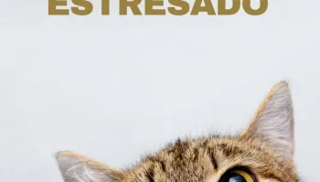 Cómo relajar a un gato estresado