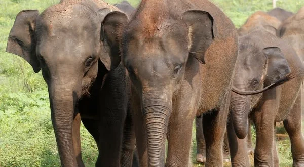 Sri Lanka: L'isola degli elefanti