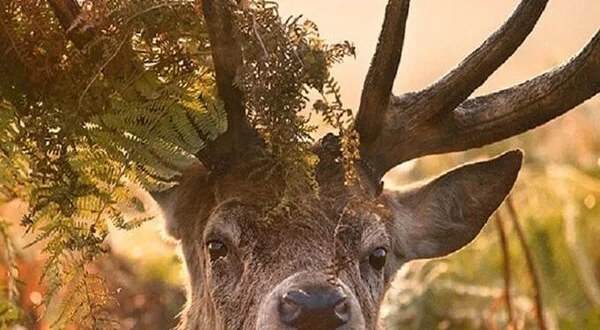 Au coeur de la forêt