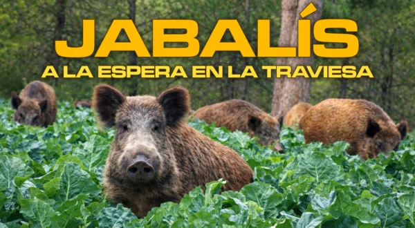 Jabalís a la espera en la traviesa