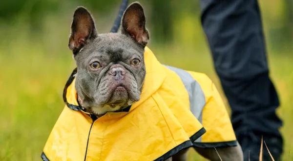 Fra bøllehund til bedsteven