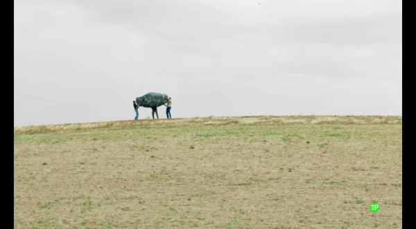 Tiré una piedra al aire
