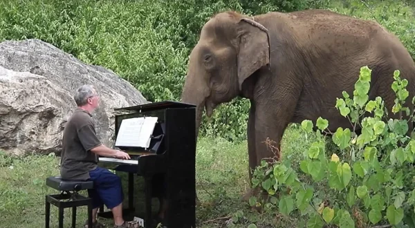 Rhythmus im Blut - Sind Tiere musikalisch?