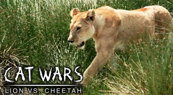 Cat Wars: Lion vs. Cheetah