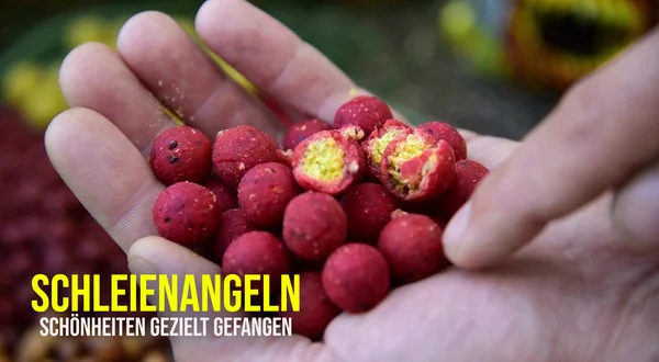 Schleienangeln - Schönheiten gezielt gefangen