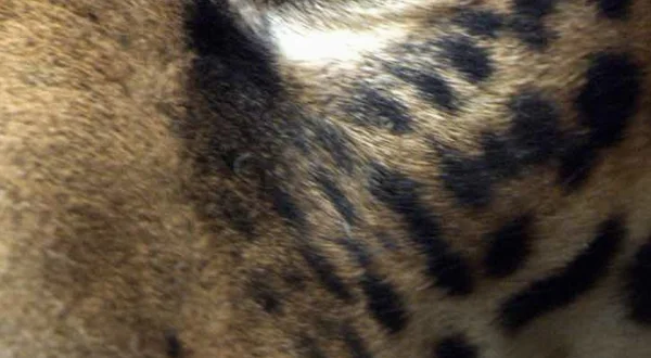 Jaguar: Jungle Icon of Guyana