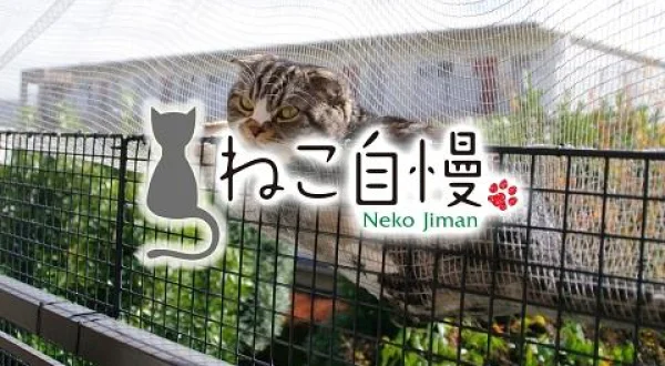 ねこ自慢