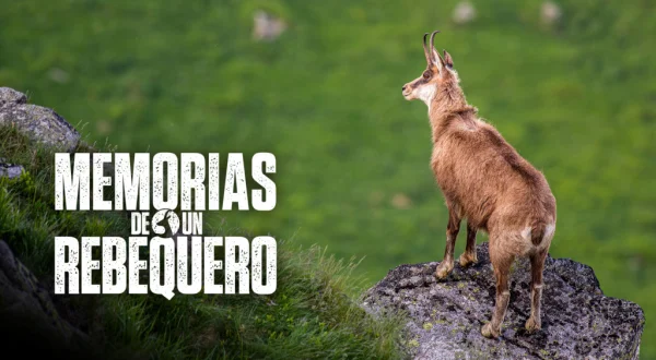 Memorias de un rebequero