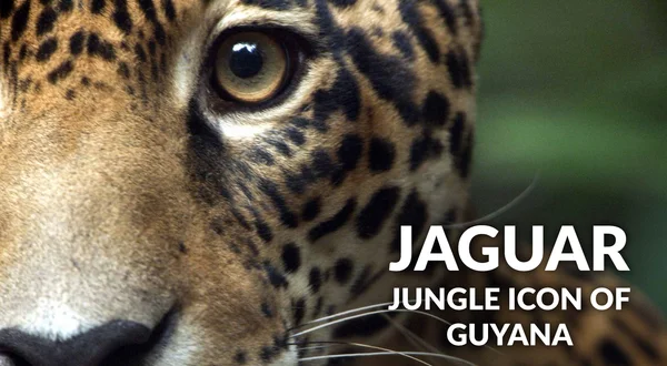 Jaguar: Jungle Icon of Guyana