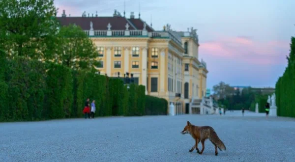 Vídeň a její fauna