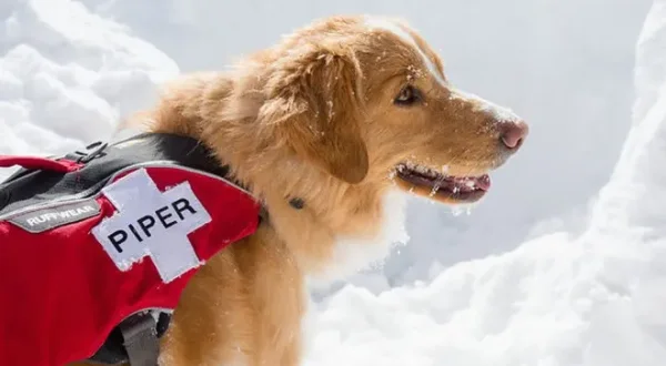 Der Hund - Des Menschen bester Freund