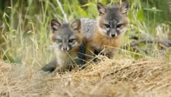 Le renard qui a sauvé son île