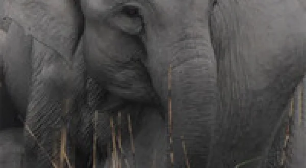 Wild India