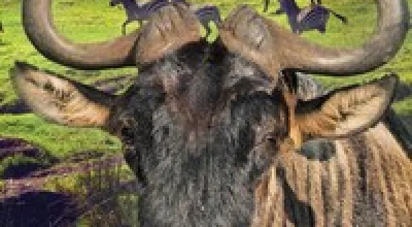 Nomads of the Serengeti