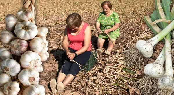 Ajos trenzados a mano, del campo a tu cocina. Cultivo, riego y técnica tradicional de cortar raíces