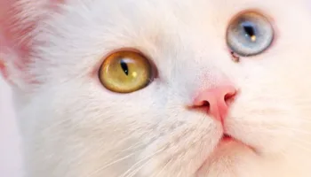 Dueños y gatos
