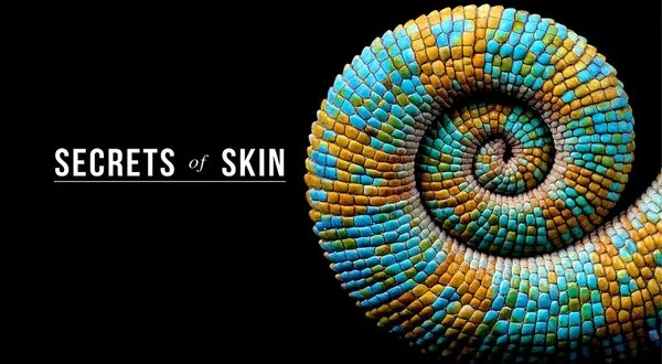 Secrets of Skin