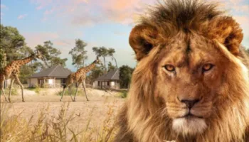 Op Safari