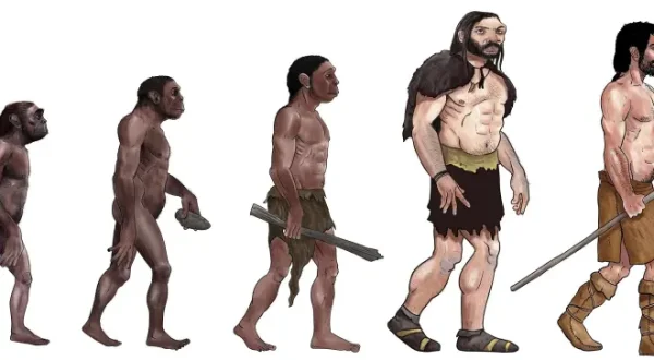 Evolution des Menschen