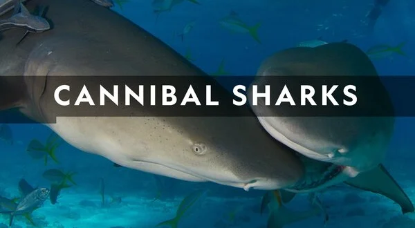 Cannibal Sharks