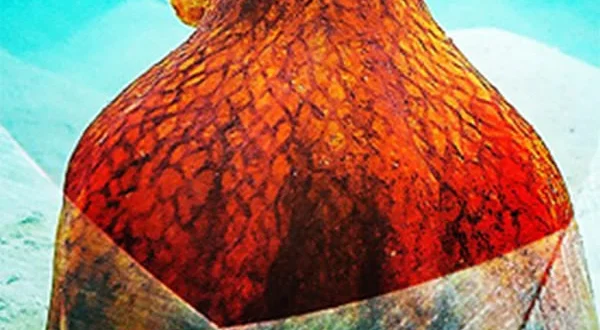 Oceani: Viaggio negli abissi