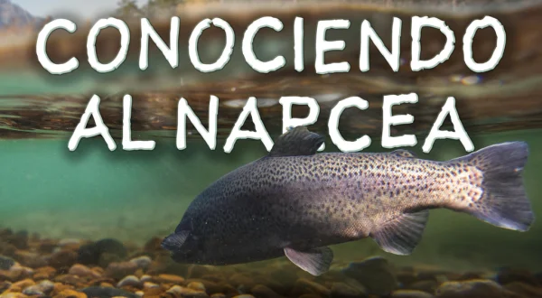 Conociendo el Narcea