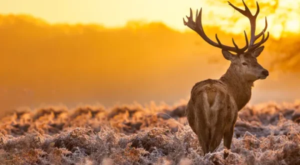 Chasseurs du monde