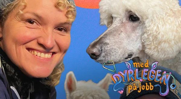 Med dyrlegen på jobb