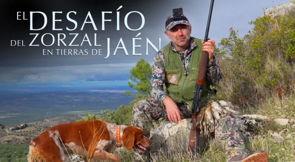 El desafío del zorzal en tierras de Jaén