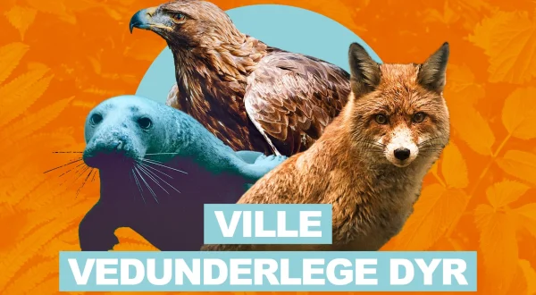 Ville vedunderlege dyr