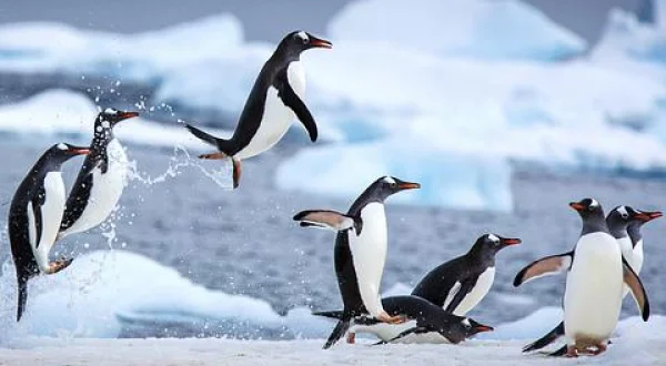 ペンギン・ダイアリー：赤ちゃんたちの奮闘(二)