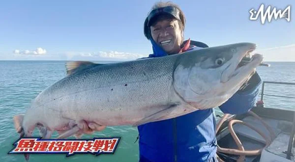 魚種格闘技戦！ 247 北海道枝幸シロザケ