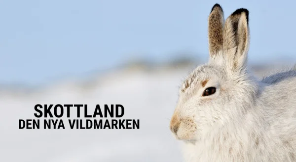 Skottland: den nya vildmarken