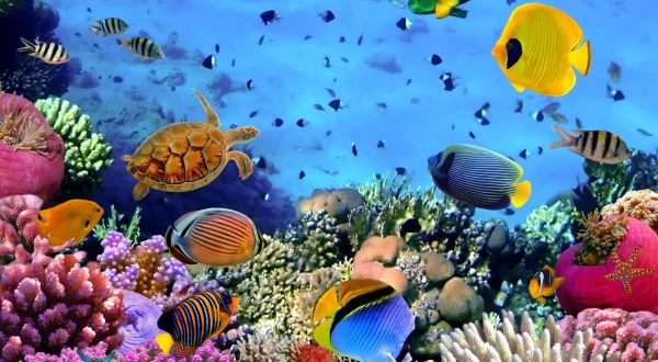 Coral Sea Dreaming