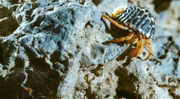 The Secret Life of the Hermit Crab