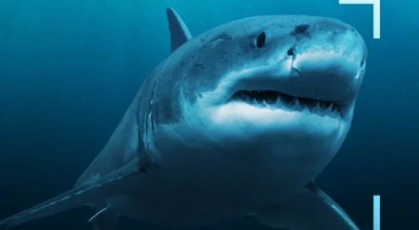Tiburones de cerca con Bertie Gregory: Tiburón martillo
