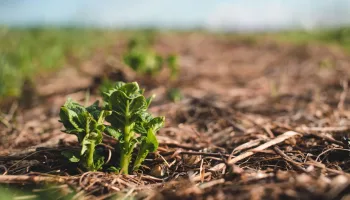 Words to Grow