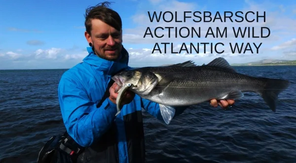 Wolfsbarsch Action am Wild Atlantic Way