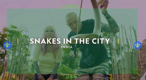 Snakes In The City India