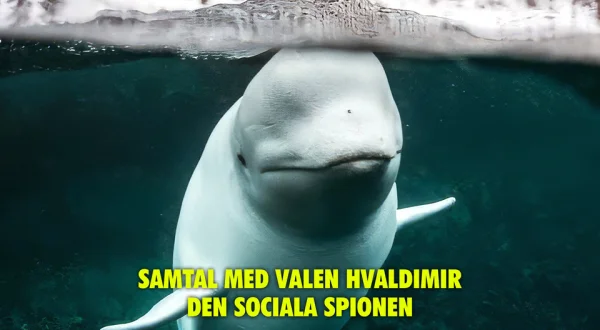 Samtal med valen Hvaldimir - Den sociala spionen