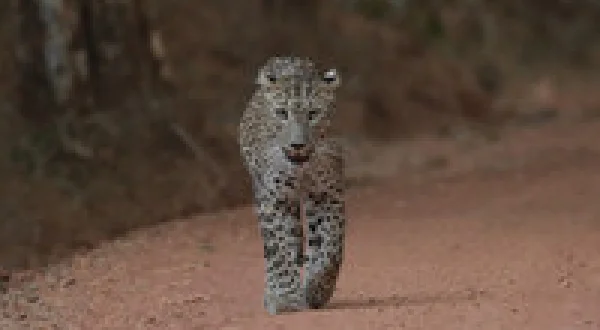 Sri Lanka: Leopard Dynasty